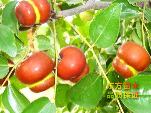 磨盤(pán)棗