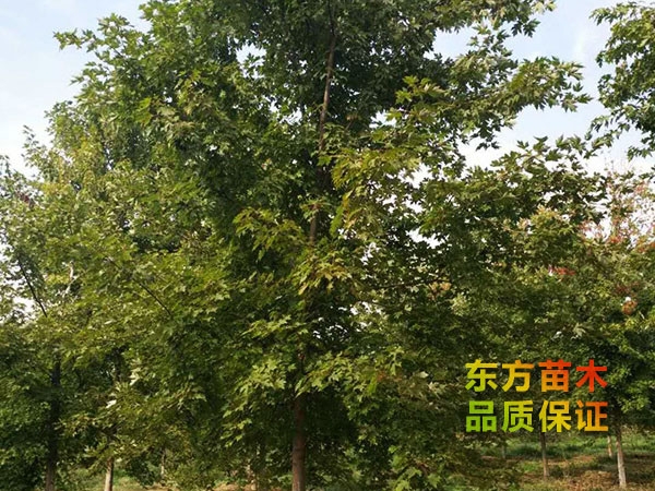 美國(guó)紅楓